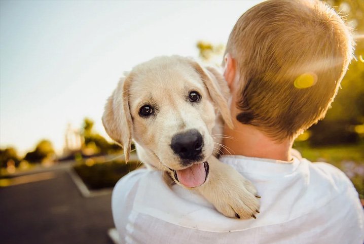 Leia mais sobre o artigo ANCHIETA: Centro de Controle de Zoonoses dá dicas de guarda responsável