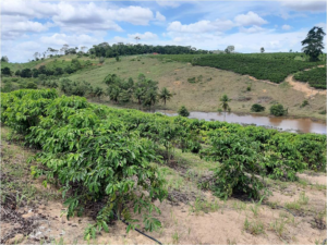 Leia mais sobre o artigo Leilão: oportunidade de adquirir imóveis na região norte