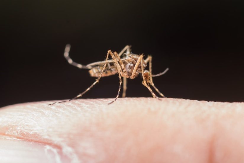 Leia mais sobre o artigo Casos de dengue registram segunda semana de redução no Estado