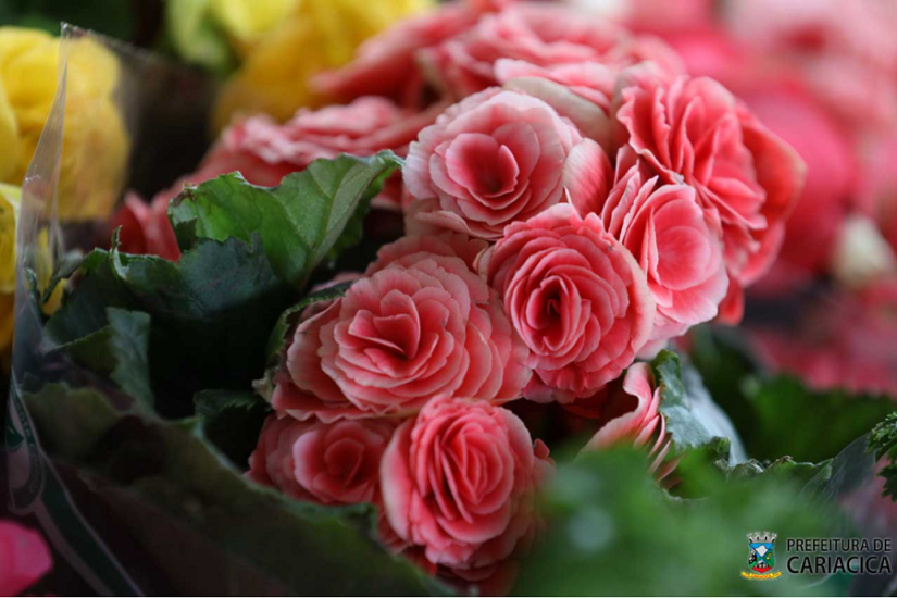 Leia mais sobre o artigo Cariacica em Flores: feira começa dia 6 e vai ter mais de 100 espécies com preços a partir de R$ 4,00