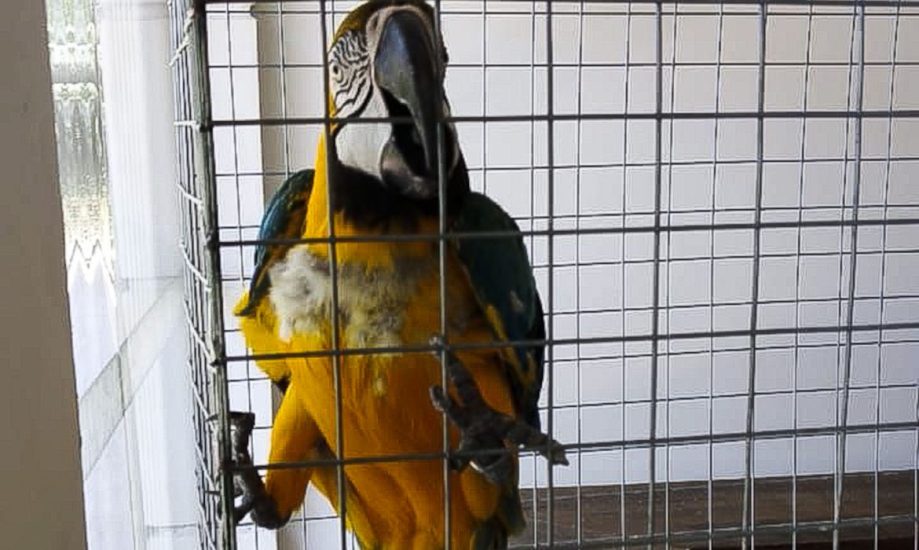 Leia mais sobre o artigo Araras feridas são resgatadas durante fiscalização de clube no Rio