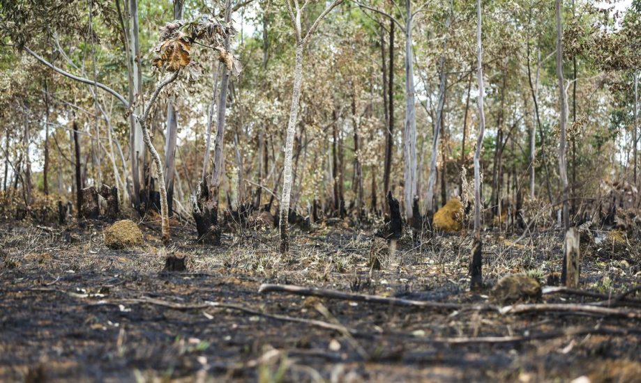 Leia mais sobre o artigo Incêndios florestais aumentam na Amazônia após novo Código Florestal