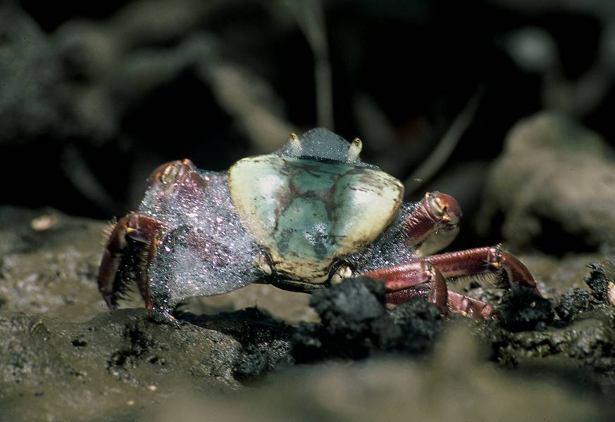 Leia mais sobre o artigo Anchieta divulga períodos de andada do caranguejo-uça