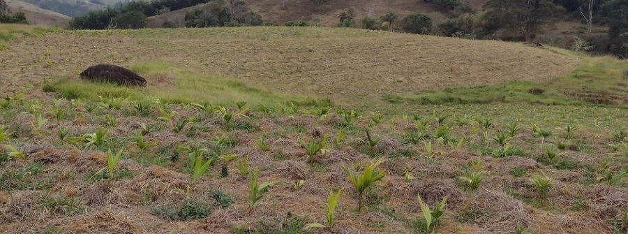 Leia mais sobre o artigo GovMG e BNDES assinam protocolo para recuperação ambiental