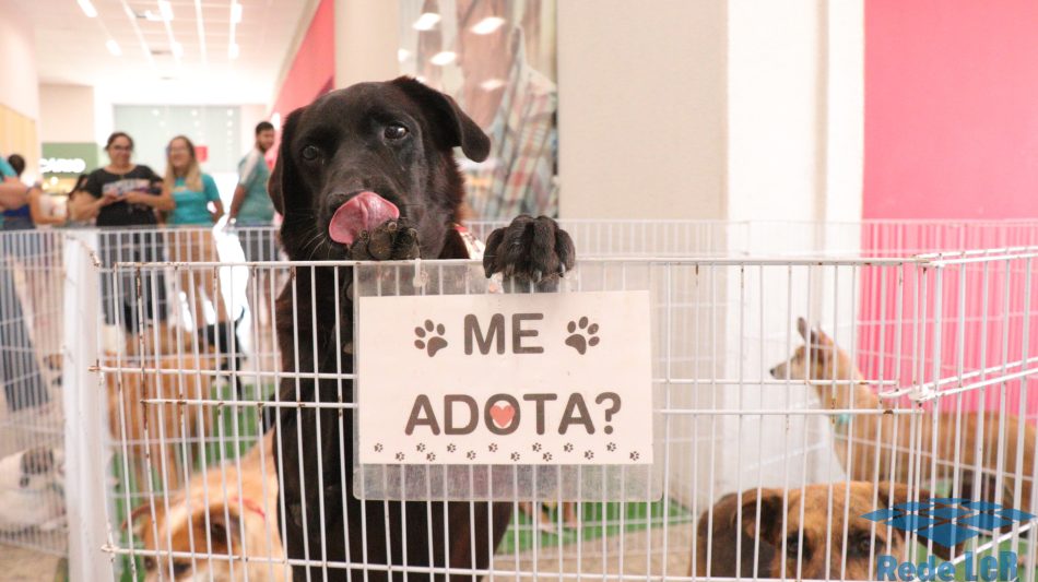Leia mais sobre o artigo É o Bicho! realiza feira para adoção de cães e gatos neste sábado