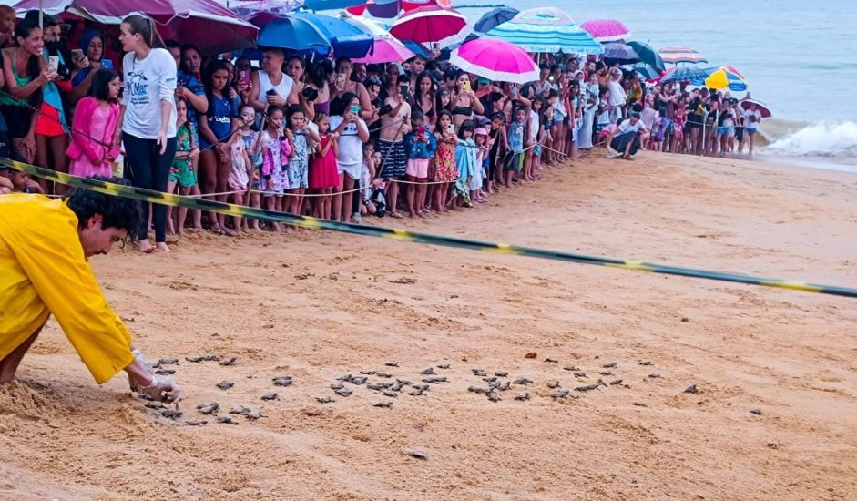 Leia mais sobre o artigo Abertura de ninhos de tartarugas nesta terça, 09