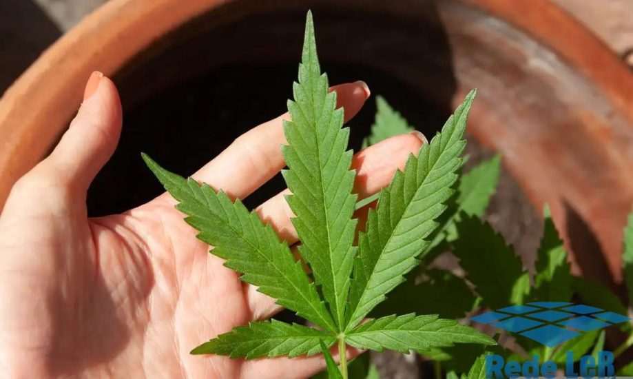 Leia mais sobre o artigo Decisão do STF sobre porte de maconha demanda novos procedimentos