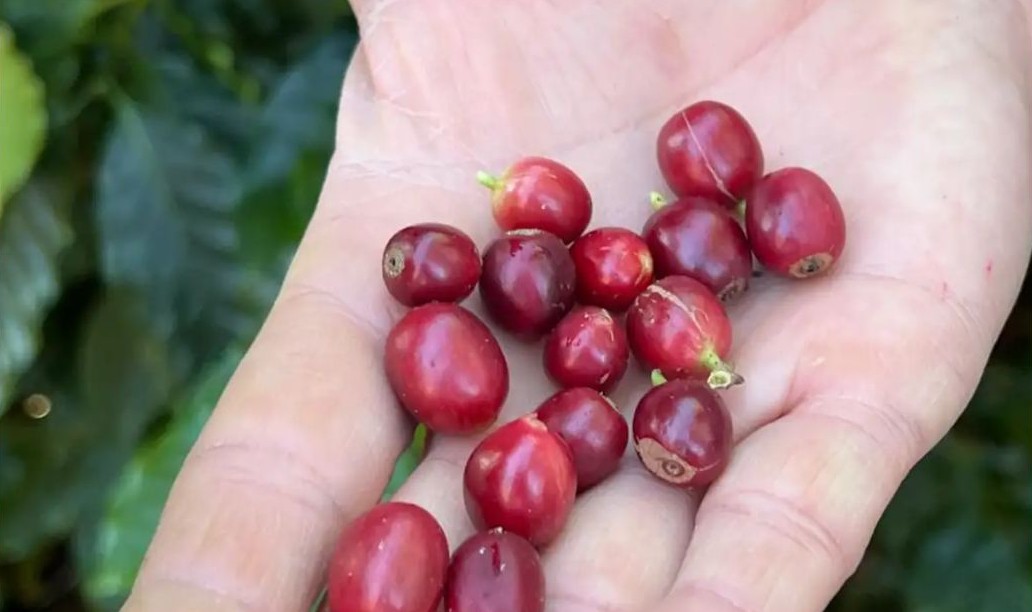 Leia mais sobre o artigo China habilita 183 empresas brasileiras a exportar café para o país