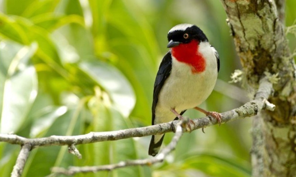 Leia mais sobre o artigo Governo do Estado cria o Parque Estadual Saíra-Apunhalada para proteger ave mais ameaçada do país