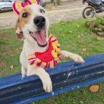 Prefeitura promove 2 feiras de animais em Dezembro; a primeira começa amanhã