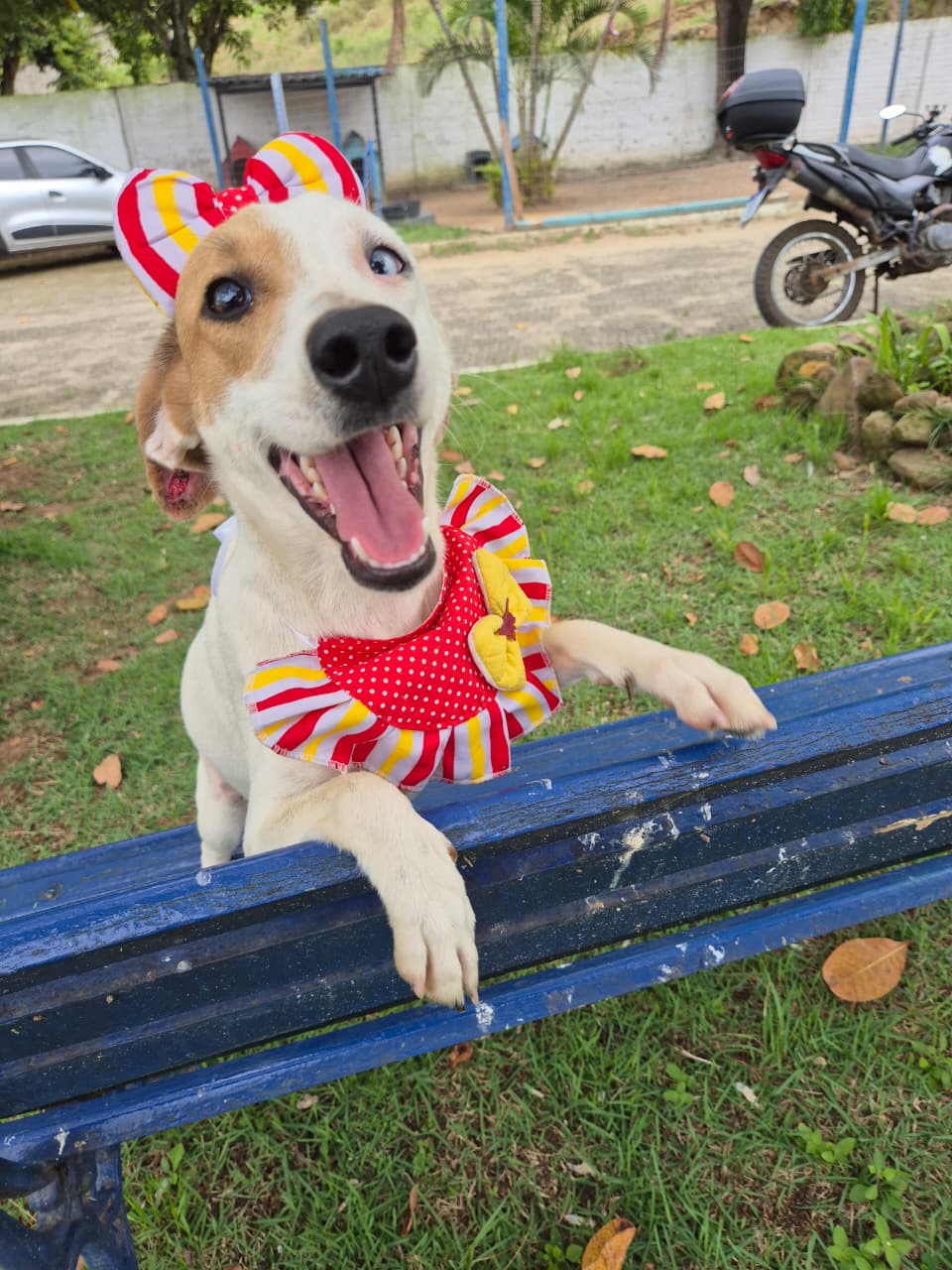 Leia mais sobre o artigo Prefeitura promove 2 feiras de animais em Dezembro; a primeira começa amanhã