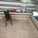 Cão farejador ajuda encontrar tonel com drogas em Guarapari