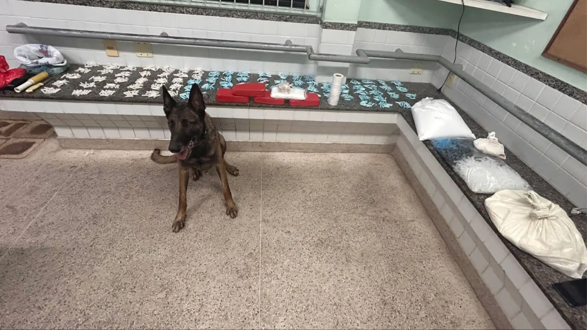 Cão farejador ajuda encontrar tonel com drogas em Guarapari